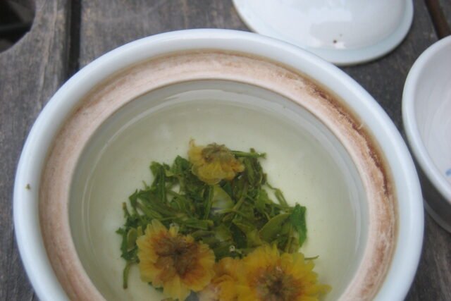 Chrysanthemum (菊花)