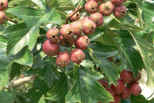Hawthorn (山楂)