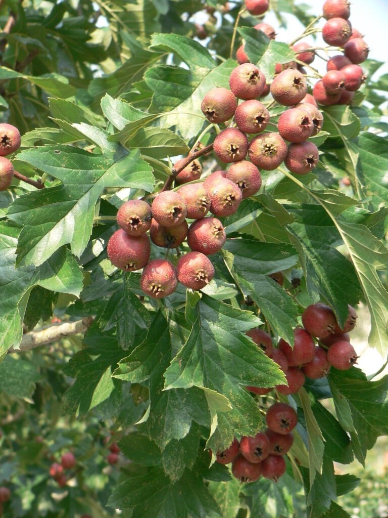 Hawthorn (山楂)