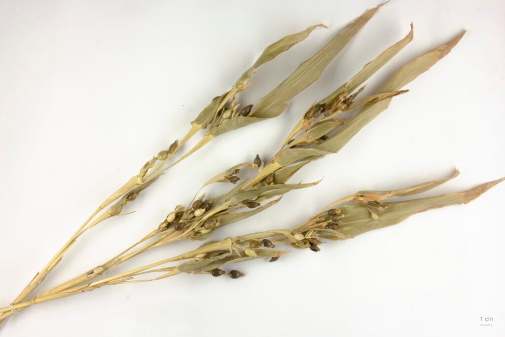 Job's Tears (Coix Seed) (薏苡仁)