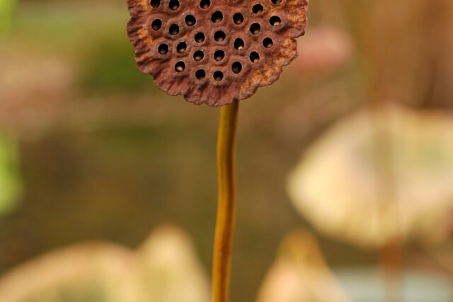 Lotus Seed (莲子)