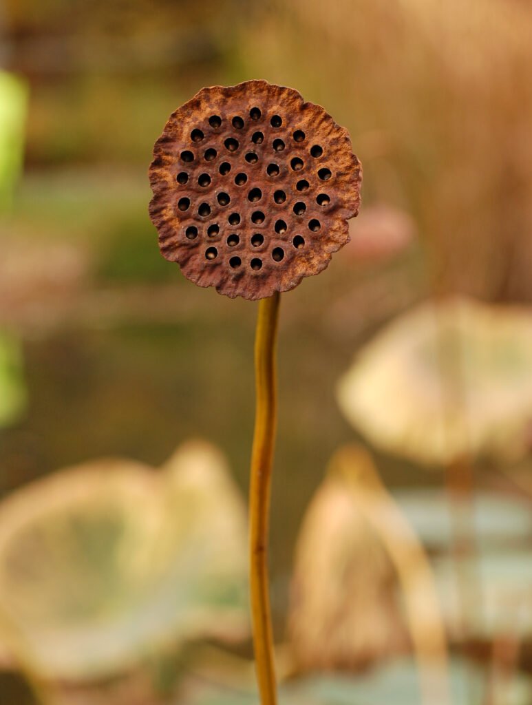 Lotus Seed (莲子)