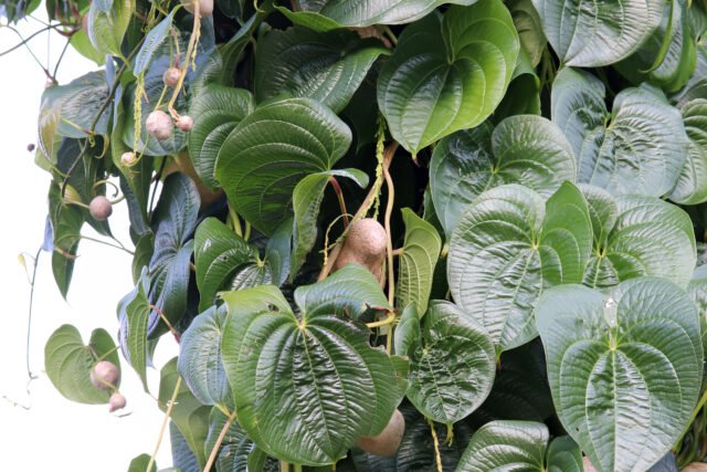 Chinese Yam (Huai Shan) (山药)