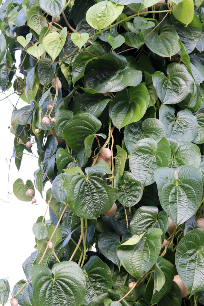 Chinese Yam (Huai Shan) (山药)